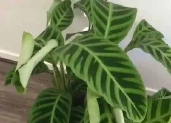 植物施肥|万年青施什么肥最好