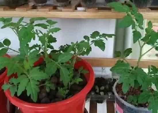 养殖科普|小番茄可以种在花盆里吗