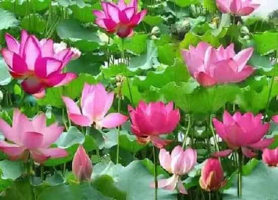 养殖方法|菜莲怎么养才能开花
