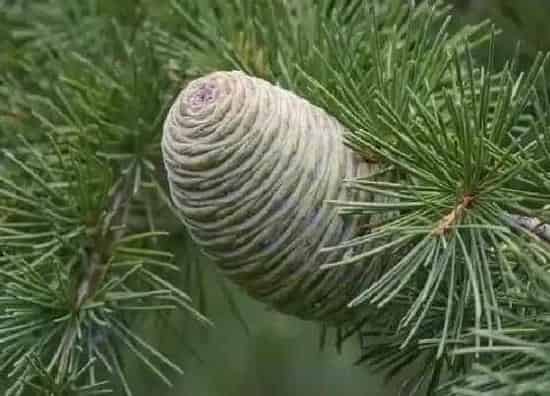 植物百科|雪松开花吗 花是什么样子