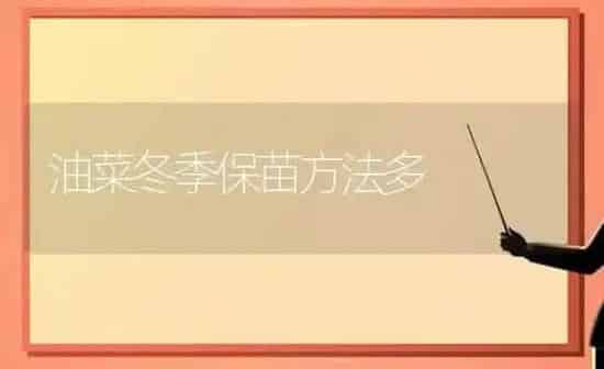 油菜冬季保苗方法多 | 粮油作物种植