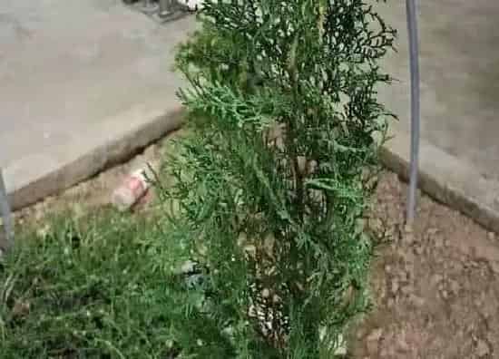 掉叶子|柏树掉叶子怎么办