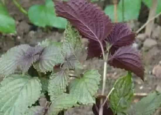 植物种类|紫苏和藿香是同一种植物吗 区别图片