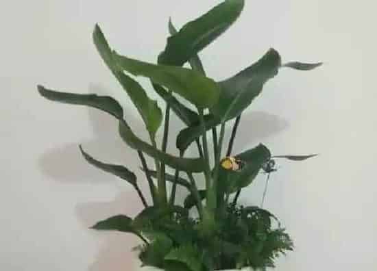 植物浇水|望鹤兰冬天怎么浇水
