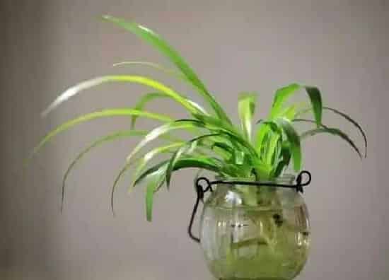 植物施肥|水培吊兰可以加些什么来补充营养 水养吊兰用什么营养液