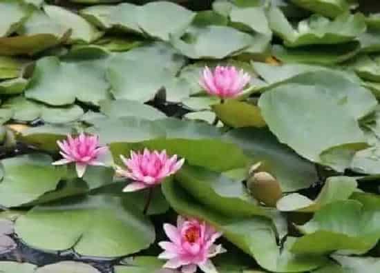 养殖方法|菜莲怎么养才能开花