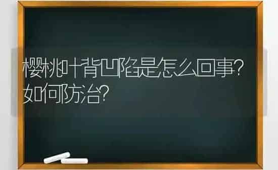 樱桃叶背凹陷是怎么回事？如何防治？ | 瓜果种植