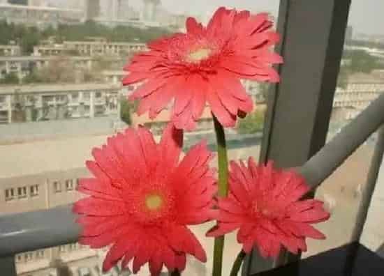 养殖方法|扶郎花怎么水养