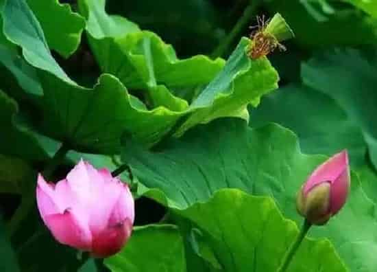 养殖方法|菜莲怎么养才能开花