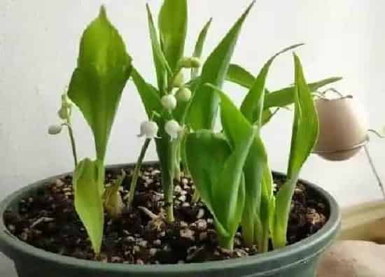 养殖科普|坐月子适合养什么花或植物