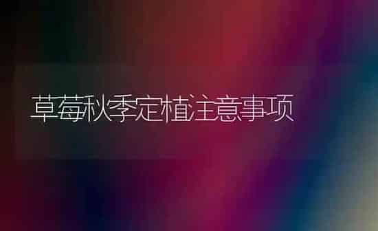 草莓秋季定植注意事项 | 瓜果种植