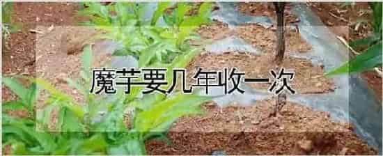 魔芋要几年收一次 | 农业技术