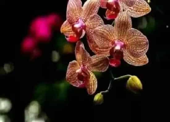 花期|蝴蝶兰花期多长时间
