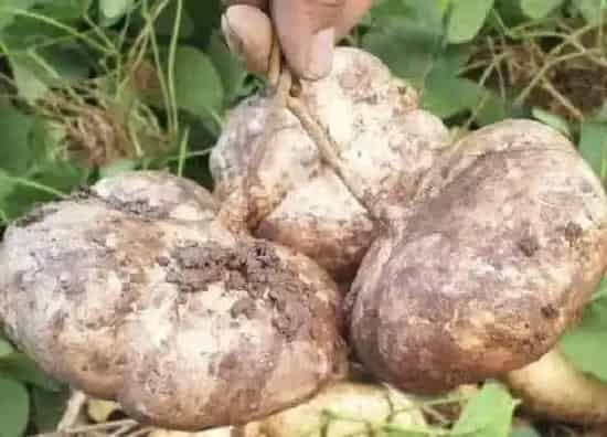 植物产地|株洲市盛产什么农作物