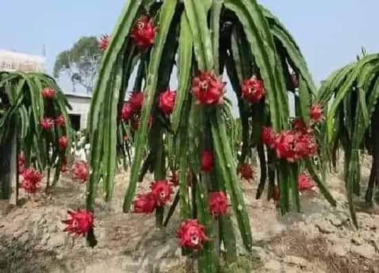 植物修剪|火龙果需要剪枝吗 在什么情况才能进行剪枝