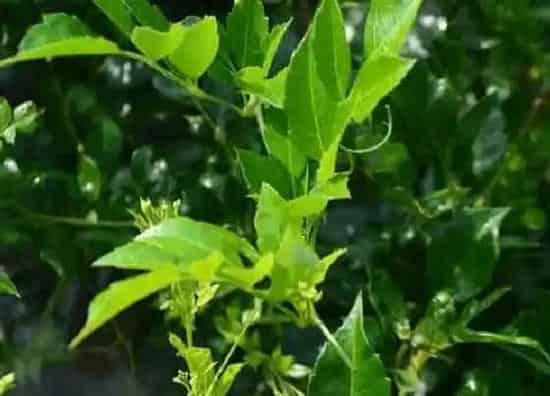 植物产地|藤茶哪里产的最好