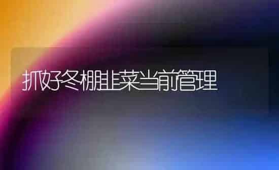 抓好冬棚韭菜当前管理 | 蔬菜种植