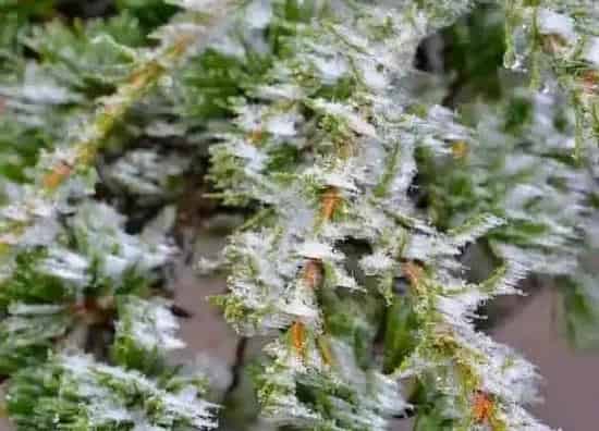植物百科|雪松开花吗 花是什么样子