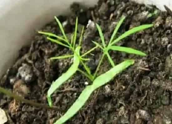 植物播种|羽叶茑萝什么时候播种