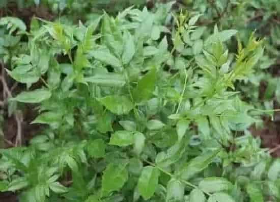 植物产地|藤茶哪里产的最好