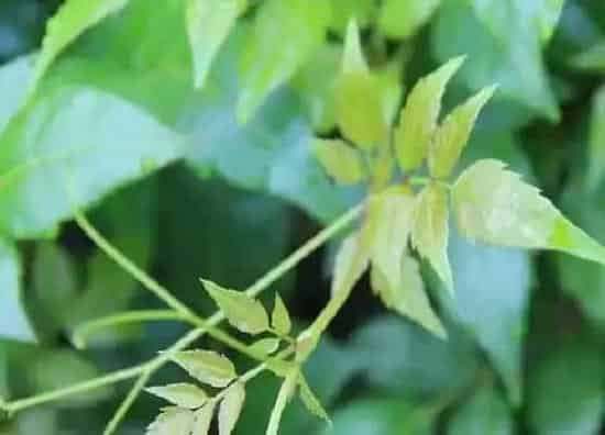 植物产地|藤茶哪里产的最好