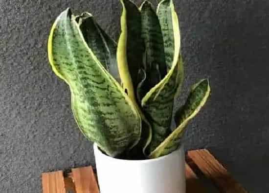 种植位置|家里可以种虎皮兰吗