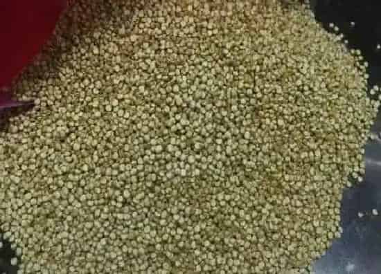 植物百科|藜麦是什么植物类别