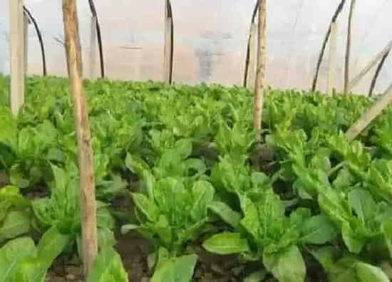 种植方法|莴笋的种植方法和时间