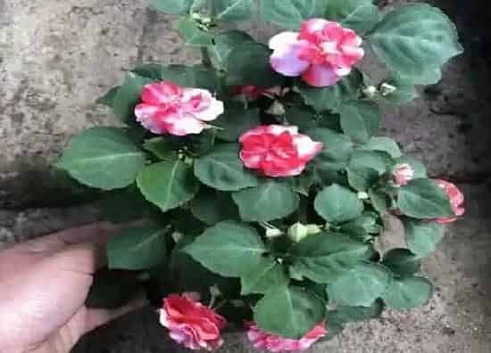 植物百科|凤仙花几年生植物