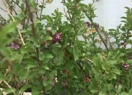 植物百科|枸杞开花吗 开花什么样子