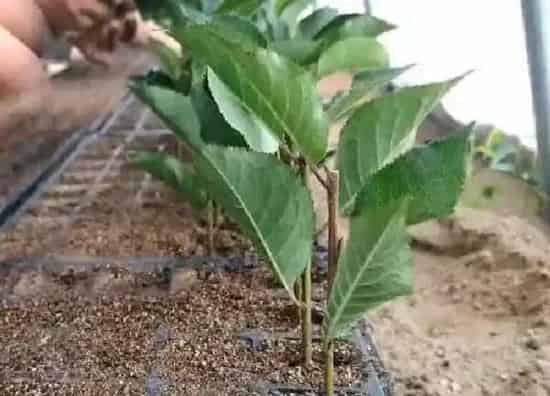 植物扦插|樱桃树几月份扦插最好