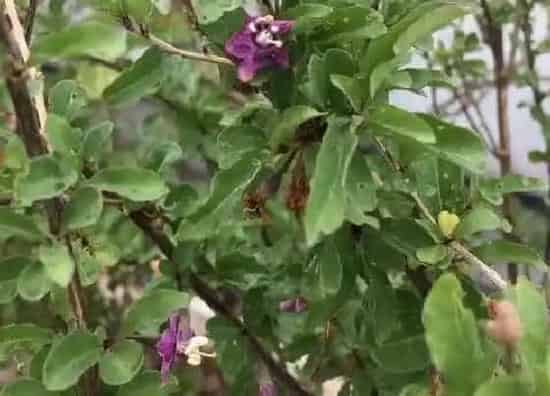 植物百科|枸杞开花吗 开花什么样子