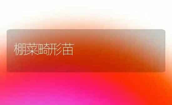 棚菜畸形苗 | 蔬菜种植