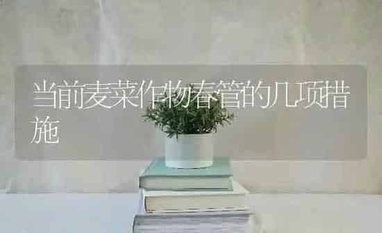 当前麦菜作物春管的几项措施 | 蔬菜种植