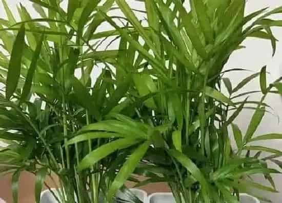 植物修剪|袖珍椰子怎么修剪方法
