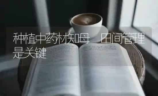 种植中药材知母 田间管理是关键 | 药材种植