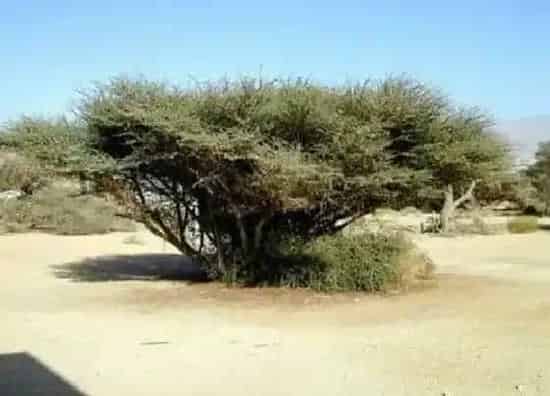 植物种类|皂荚木是什么树 生长在什么地方