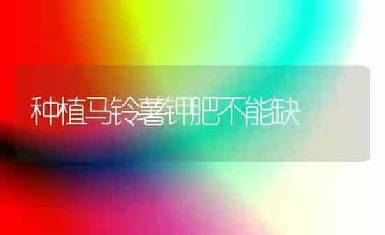 种植马铃薯钾肥不能缺 | 植物种植百科