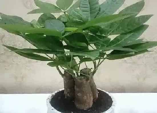 植物百科|发财树耐阴吗