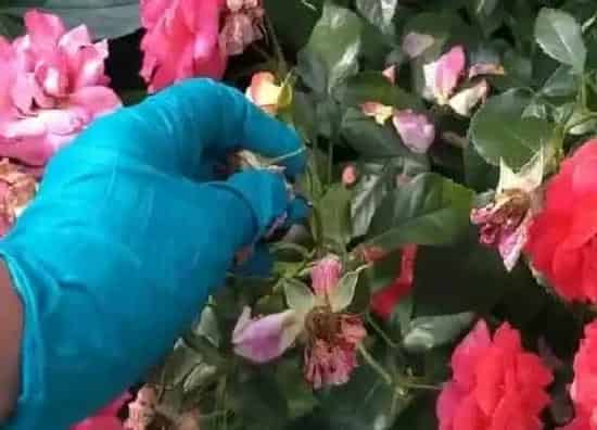 植物修剪|玫瑰盆栽怎么修剪方法