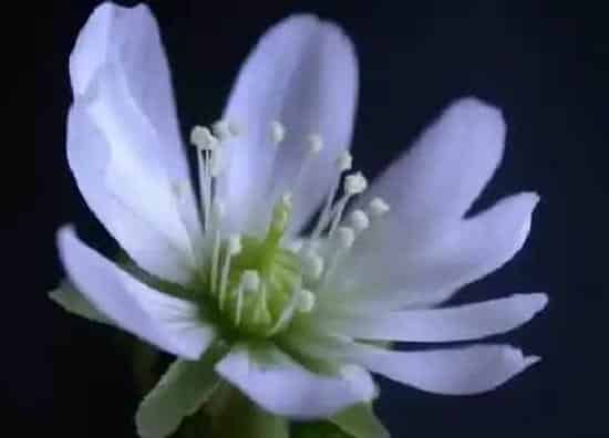 植物百科|捕蝇草开花吗 开花什么样子