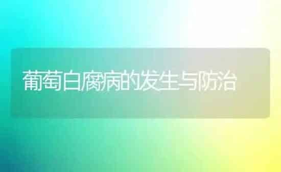 葡萄白腐病的发生与防治 | 瓜果种植