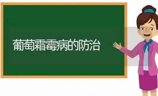 葡萄霜霉病的防治 | 瓜果种植