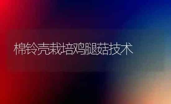 棉铃壳栽培鸡腿菇技术 | 食用菌种植