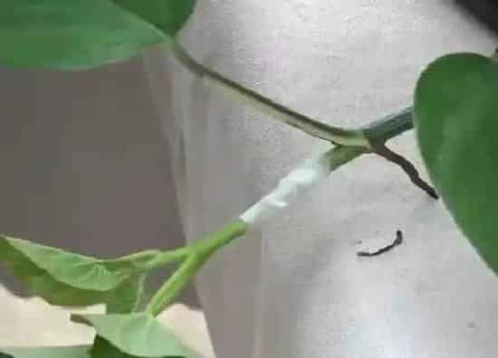 植物嫁接|绿萝可以嫁接吗