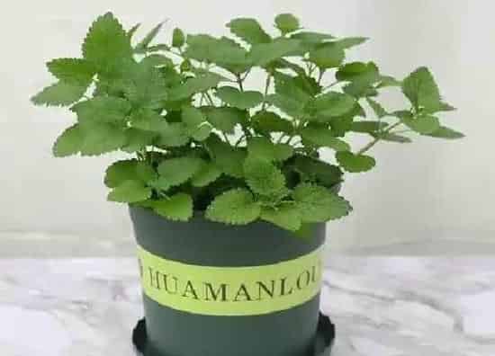 植物扦插|薄荷插枝能活吗
