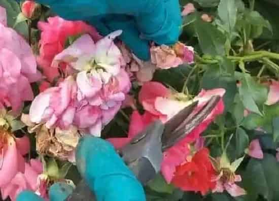 植物修剪|玫瑰盆栽怎么修剪方法
