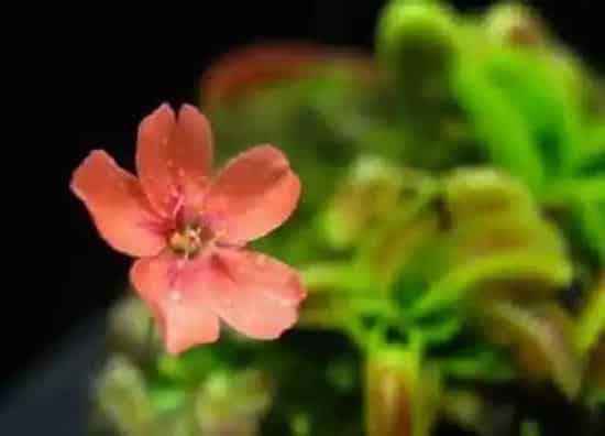 植物百科|捕蝇草开花吗 开花什么样子