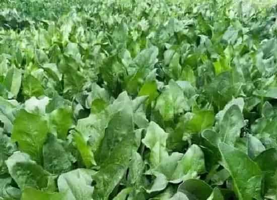 种植方法|春菠菜种植时间和方法