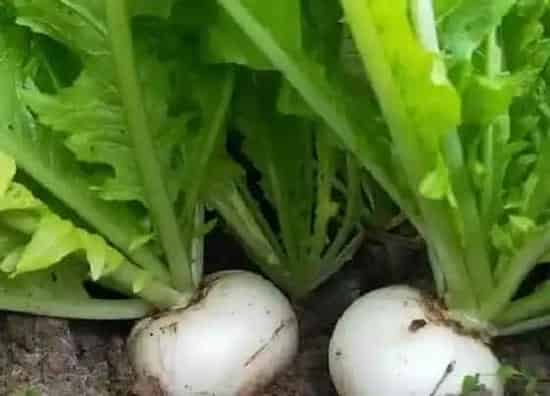 果实科普|白萝卜是碳水化合物吗